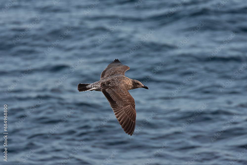 Atlantic Yellow-legged Gull, Larus michahellis atlantis Atlantic Yellow-legged Gull, Larus michahellis atlantis