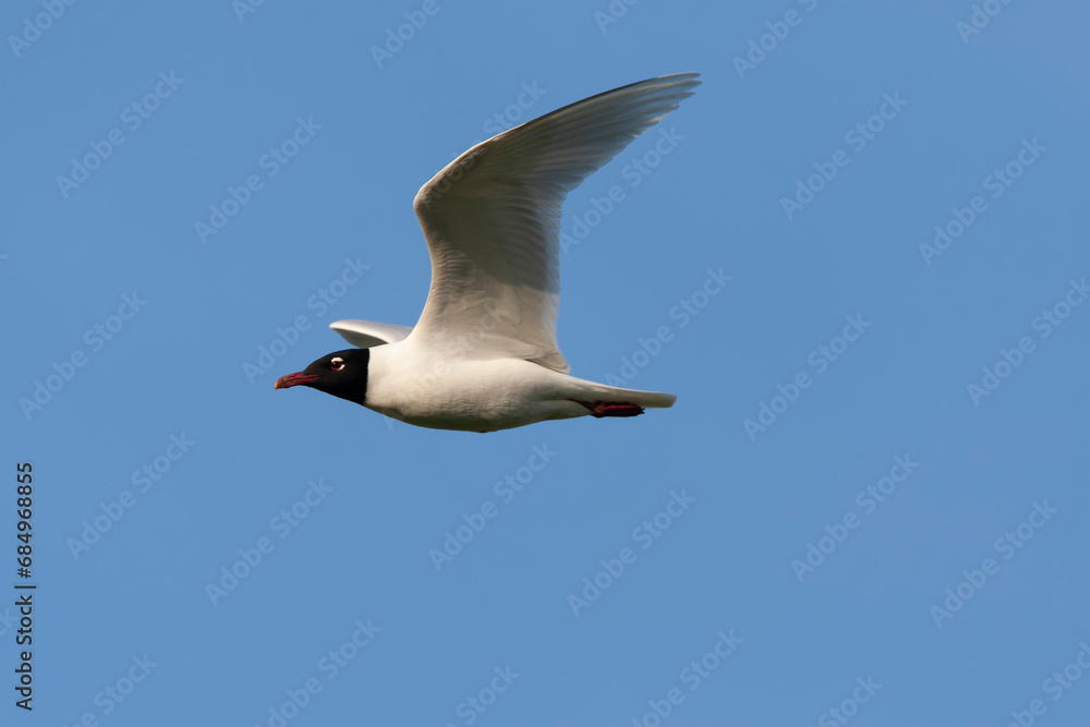 Mediterranean Gull, Ichthyaetus melanocephalus Mediterranean Gull, Ichthyaetus melanocephalus