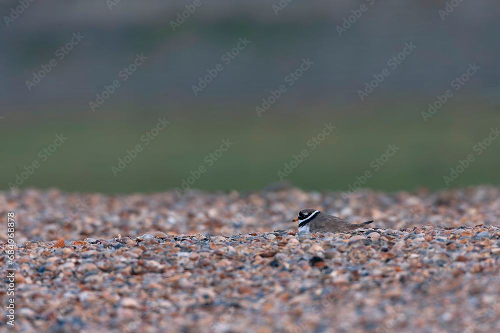 Common Ringed Plover, Charadrius hiaticula Common Ringed Plover, Charadrius hiaticula