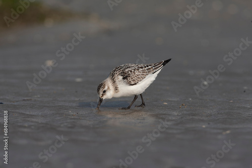 Sanderling, Calidris alba