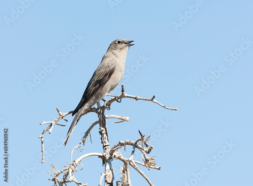 Townsend's Solitaire, Myadestes townsendi