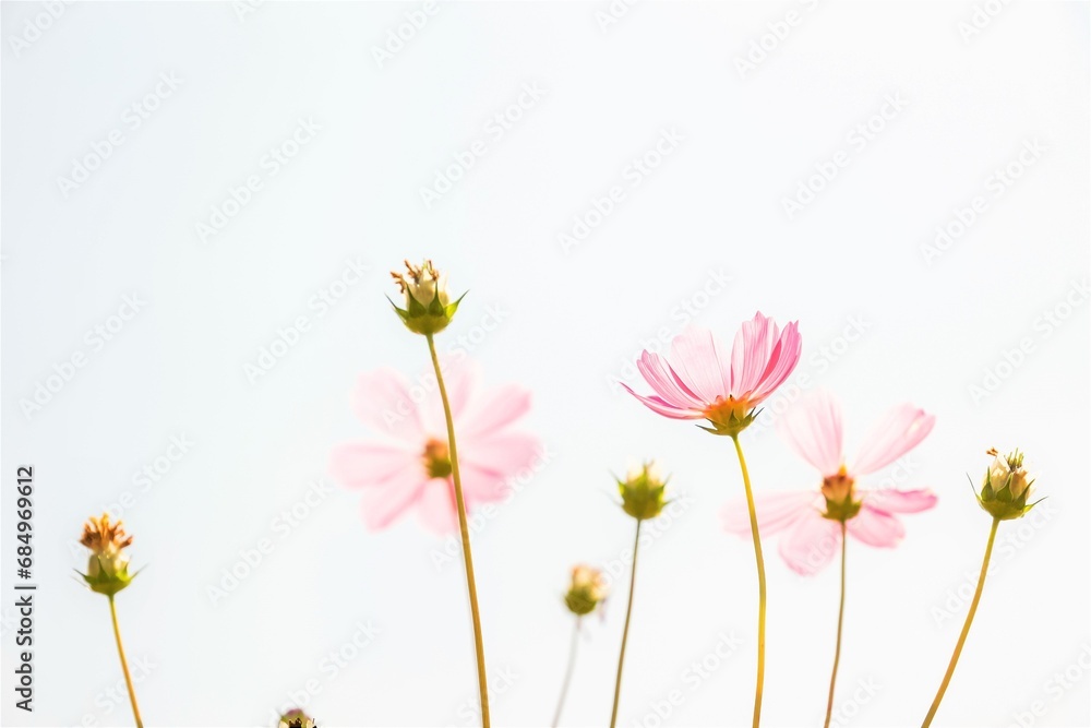 Beautiful Pink Cosmos flowers with natural sun light for nature background