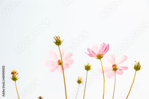 Beautiful Pink Cosmos flowers with natural sun light for nature background