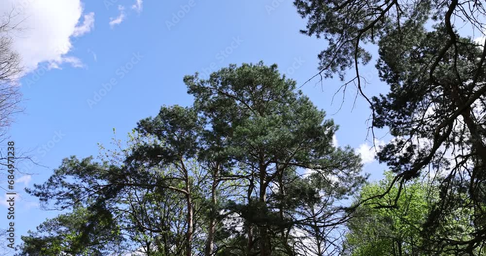 tall pines against the blue sky, pine trees view from bottom to top in spring