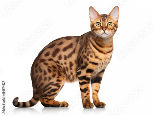 Purebred cat of the Bengal breed in full growth. Isolated on a white background.