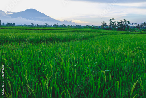 rice field scenery in the morning after rain 