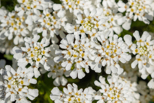 Closeup of pure white blooms of the Iberis sempervirens also known as evergreen candytuft or perennial candytuft