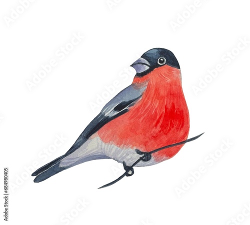 Bullfinch on a branch, watercolor illustration on a white background © Diasha Art
