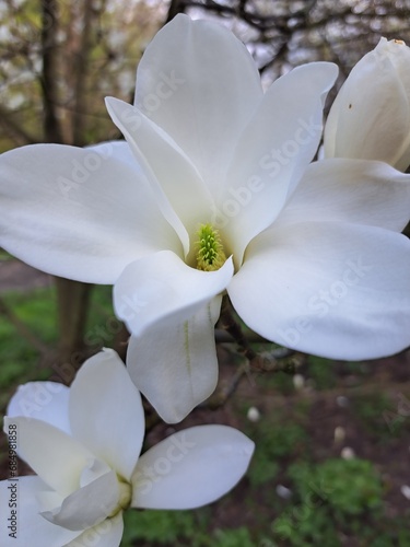 White magnolia flower