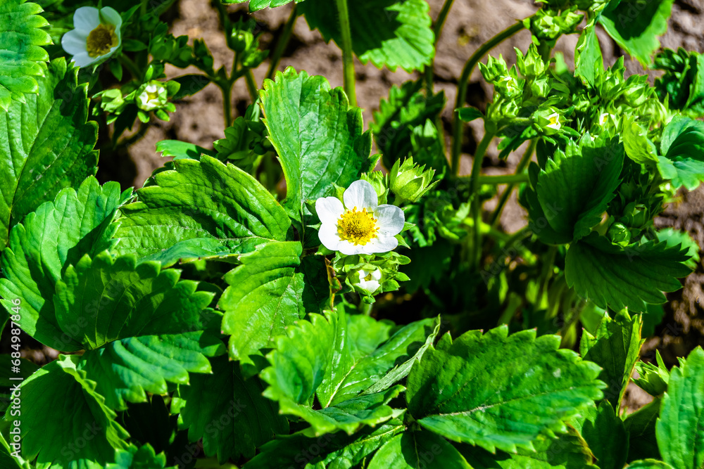 Photography on theme beautiful berry branch strawberry bush with natural leaves Photography on theme beautiful berry branch strawberry bush with natural leaves