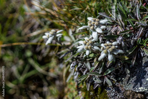 Alpen-Edelweiß (Leontopodium nivale) photo