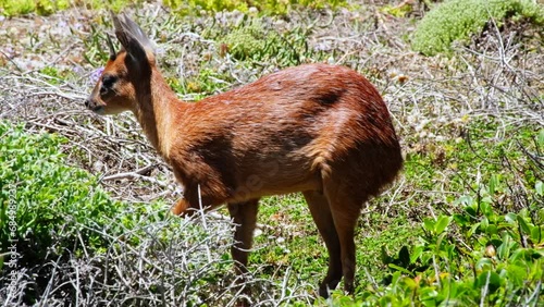 Telephoto shot of Cape Grysbok photo