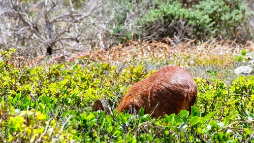 Cape Grysbok Raphicerus melanotis grazing in coastal fynbos shrubland photo