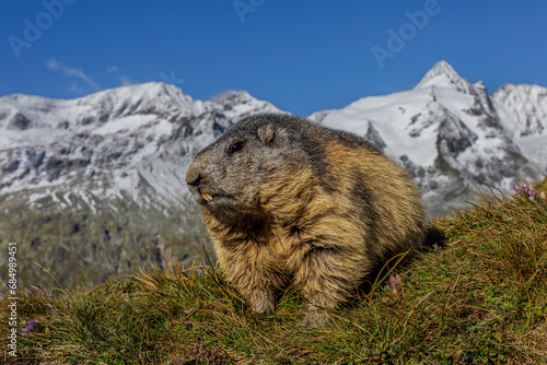 Alpenmurmeltier  Marmota marmota 