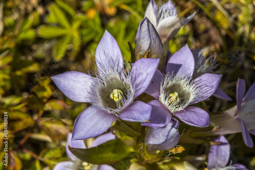 Österreichischer Kranzenzian (Gentianella austriaca) photo