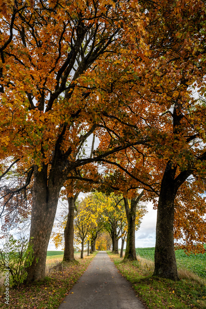 Fototapeta premium Herbst am Radweg in Steinigtwolmsdorf/Oberlausitz 4