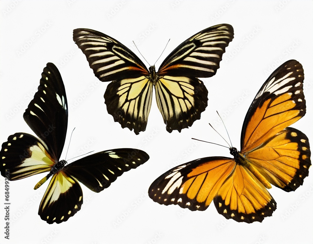 This set of three beautiful tropical butterflies Ulysses with wings spread and in flight is isolated on a white background This set of three beautiful tropical butterflies Ulysses with wings spread and in flight is isolated on a white background