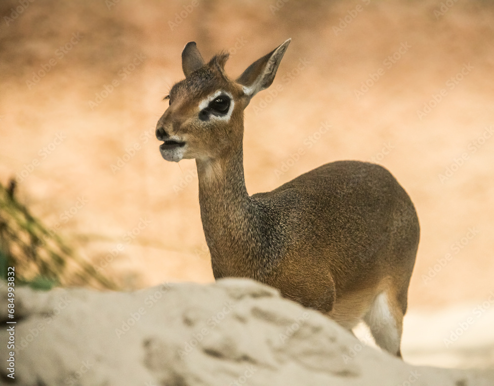 female of salt's dik-dik antilope, Antilope saltiana female of salt's dik-dik antilope, Antilope saltiana