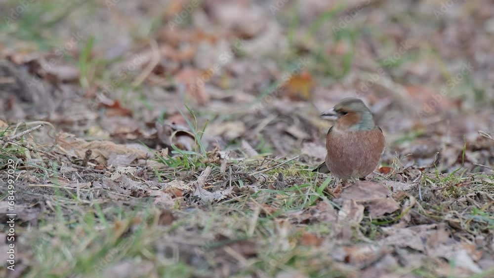 On ground looking for food, the common chaffinch male (Fringilla coelebs) On ground looking for food, the common chaffinch male (Fringilla coelebs)