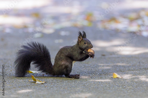 Eichhörnchen (Sciurus vulgaris) photo