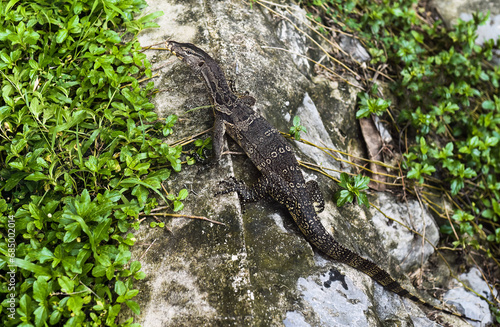 Monitor lizard or Varanus walking in Thailand park