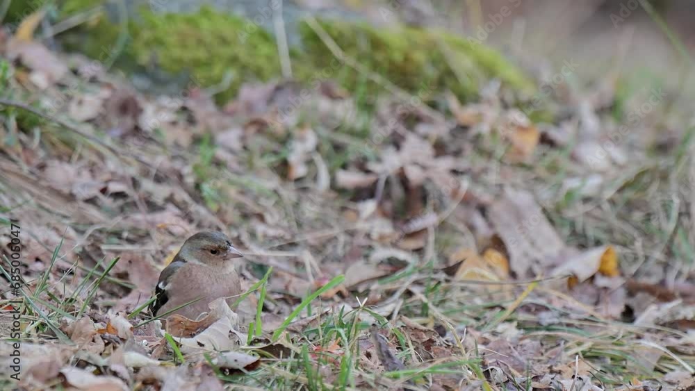 Common chaffinch male on ground in the woodland (Fringilla coelebs) Common chaffinch male on ground in the woodland (Fringilla coelebs)
