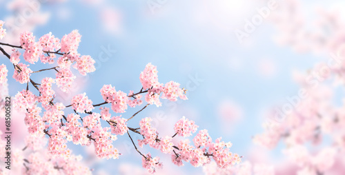 Horizontal banner with sakura flowers of pink color on sunny backdrop. Beautiful nature spring background with a branch of blooming sakura. Sakura blossoming season in Japan