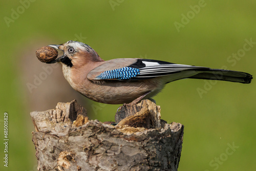 Eichelhäher (Garrulus glandarius) photo