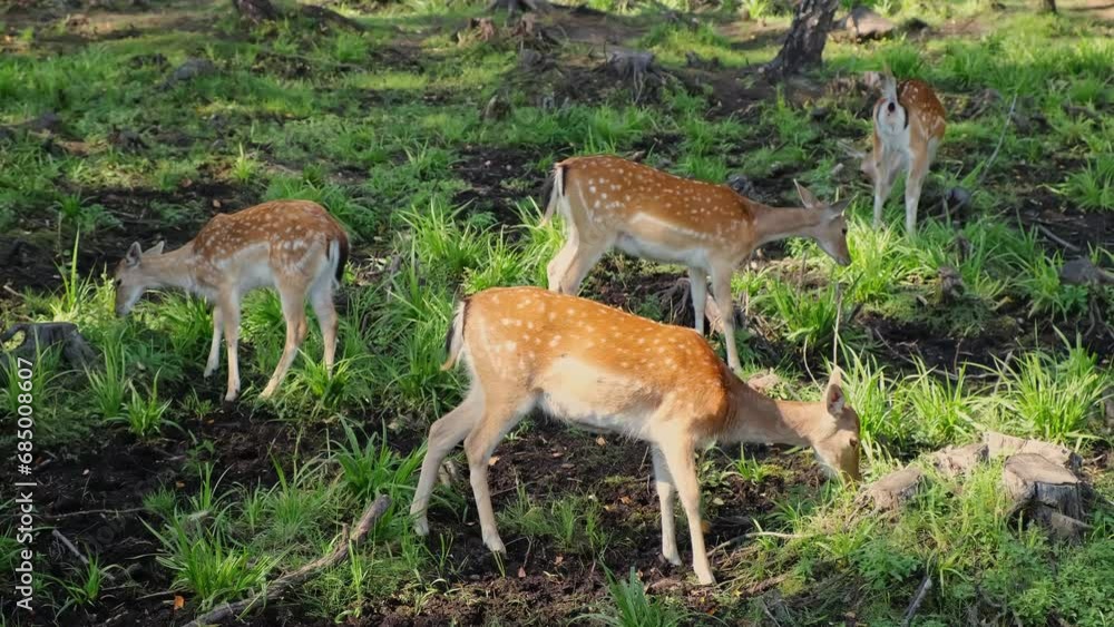 A lot of dappled deers in a forest clearing. A sika deer with antlers eats grass. Cervus nippon. Herd of herbivores animals. Sunny day. Beauty in nature. A lot of dappled deers in a forest clearing. A sika deer with antlers eats grass. Cervus nippon. Herd of herbivores animals. Sunny day. Beauty in nature.