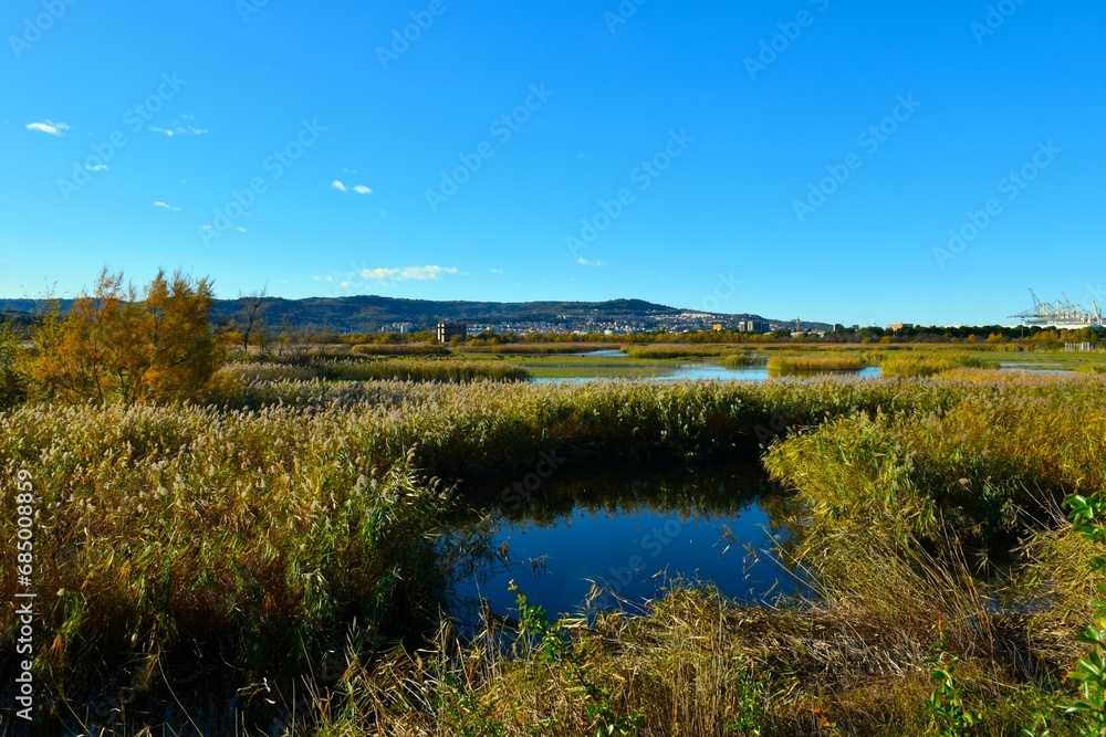 Marshland at Skocjanski zatok with reeds and Koper town in Primorska, Slovenija