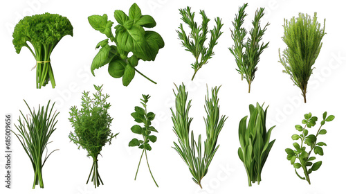 Set of Fresh Herbs Isolated on Transparent or White Background, PNG