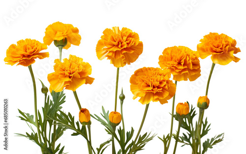 Radiant Marigold Blooms On transparent background