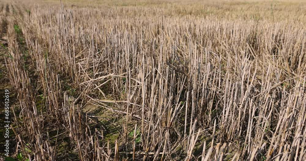stubble left after the harvest of wheat grain, wheat field after the harvest of grain stubble left after the harvest of wheat grain, wheat field after the harvest of grain