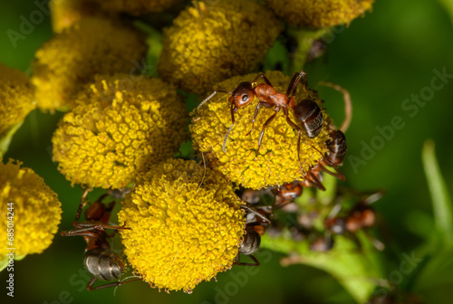 Makrofotografia mrówki na kwitnącym kwiatku w ogrodzie 