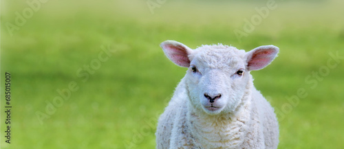 portrait of a cut white lamb looking camera in a green meadow.