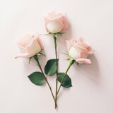 three roses arranged on a white background,