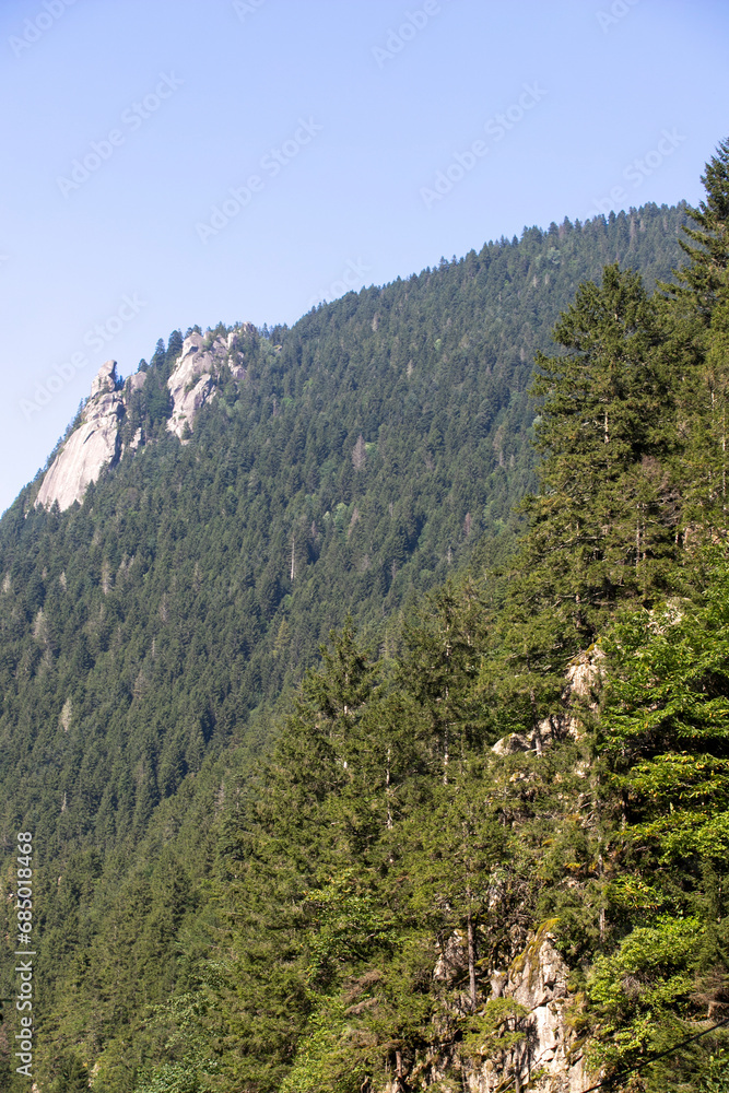 Mountainous area covered with forest. Black Sea forests. Shot in Rize Turkey Mountainous area covered with forest. Black Sea forests. Shot in Rize Turkey