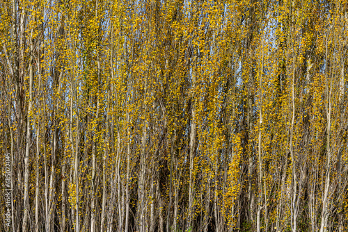 White poplars in autumn with golden leaves. Populus alba.