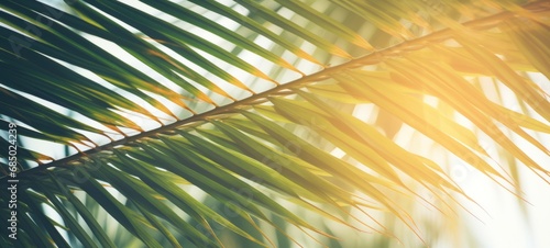 Leaf minimal summer plant texture wallpaper banner background - Closeup of tropical palm tree laeves, illuminated by the sun © Corri Seizinger