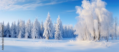 As the winter sun gently caressed the snow-covered landscape, the exquisite beauty of the white forest against the blue sky created a stunning natural canvas in the park, showcasing the harmonious © AkuAku