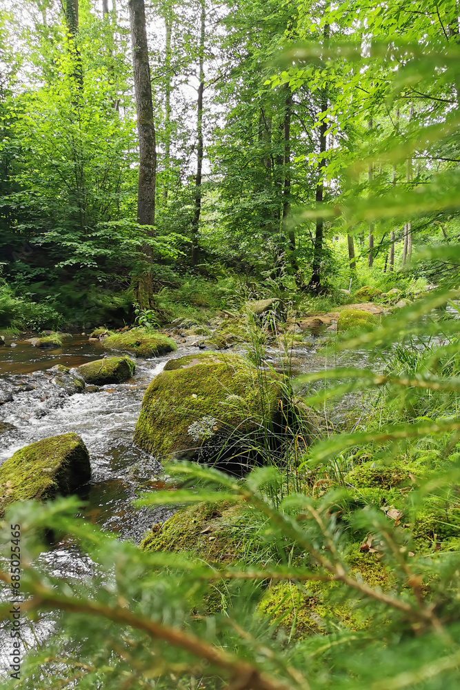 small river in spring czech forest small river in spring czech forest