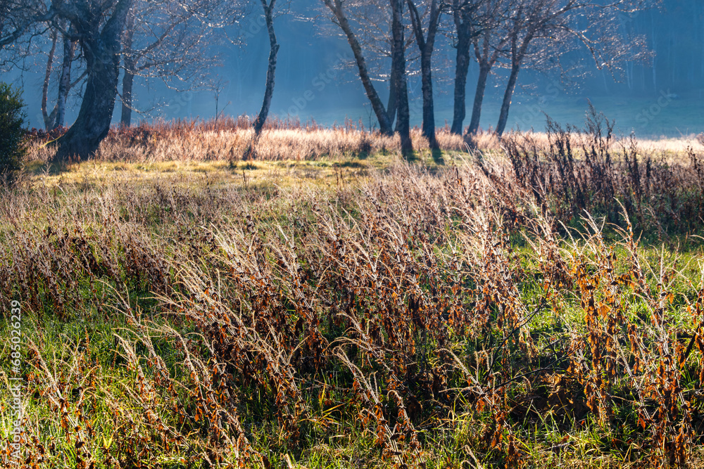 Obraz premium 輝く高原