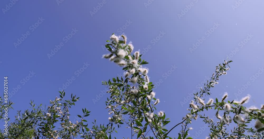 light white fluff from willow in spring, willow during flowering with a lot of white fluff with black seeds light white fluff from willow in spring, willow during flowering with a lot of white fluff with black seeds