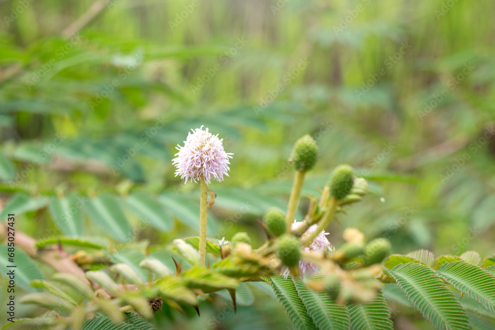 Closeup view of a flower with green leaves Closeup view of a flower with green leaves