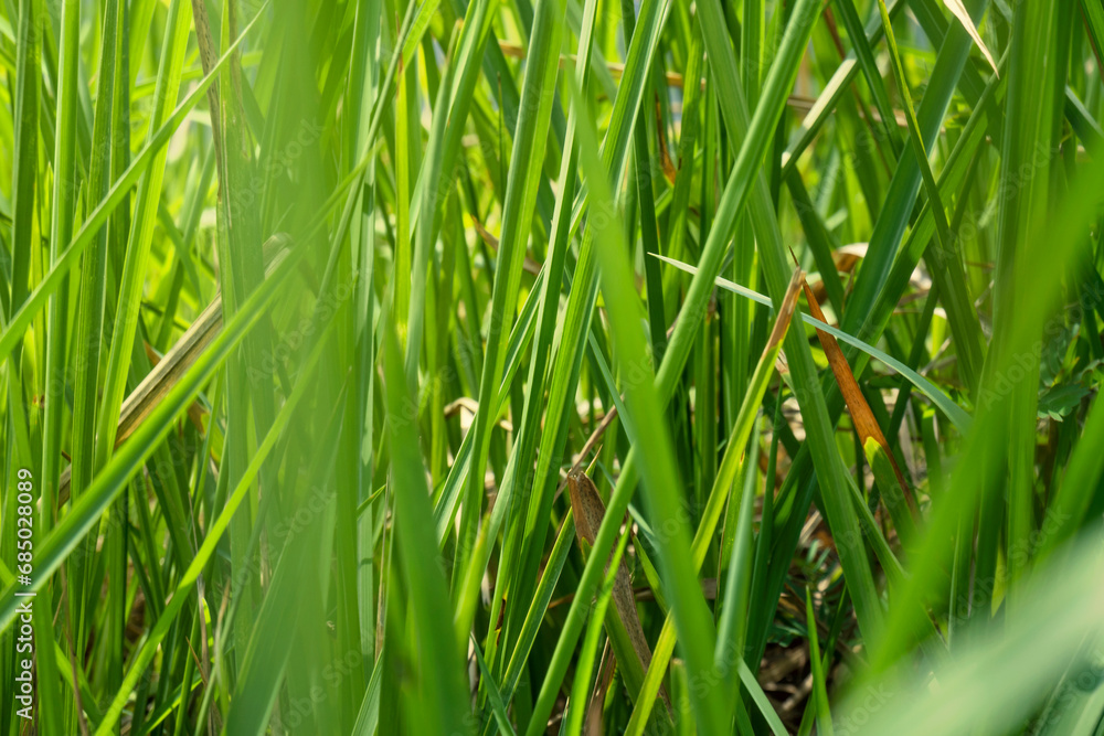 Obraz premium Green grass on the field