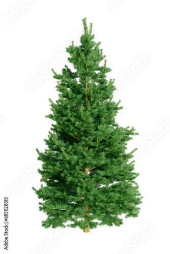 Conifer tree or pine tree isolated on transparency background
