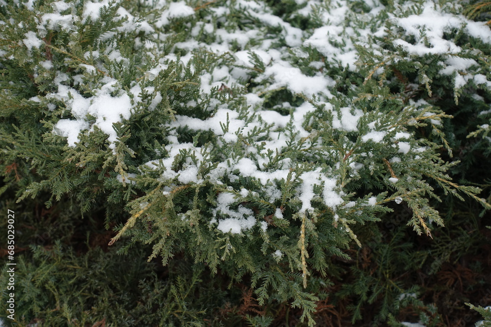 Green foliage of juniper covered with snow in mid January Green foliage of juniper covered with snow in mid January