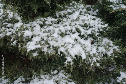 Snow on branches of juniper in mid January photo