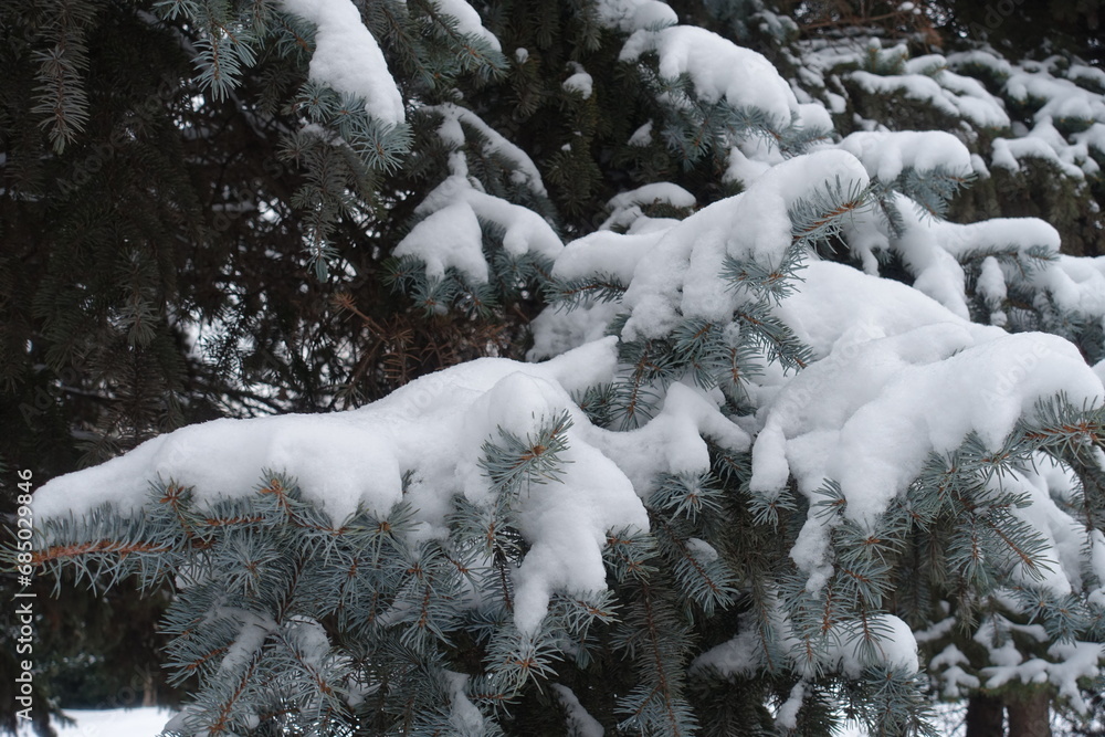 Waxy grey green foliage of Colorado blue spruce covered with snow in January