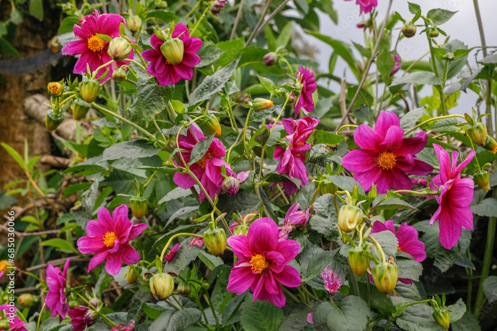 Flowers in an organic farm, Carchi, Ecuador